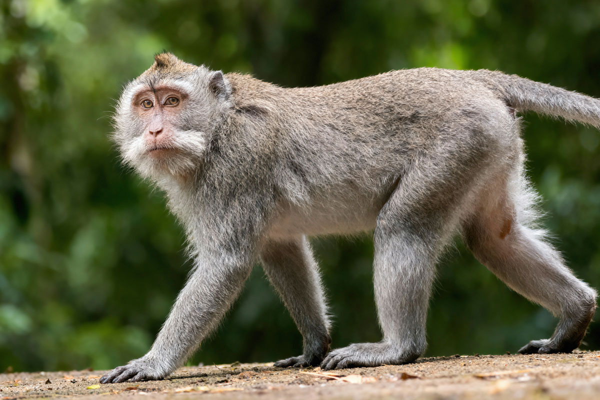 Long-tailed macaque walking along a path