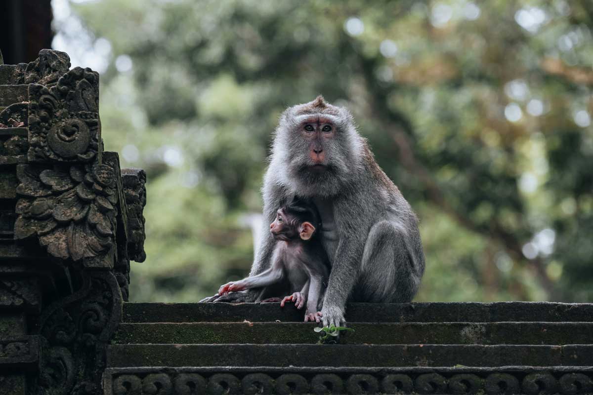 Macaques among forest trees, Bali