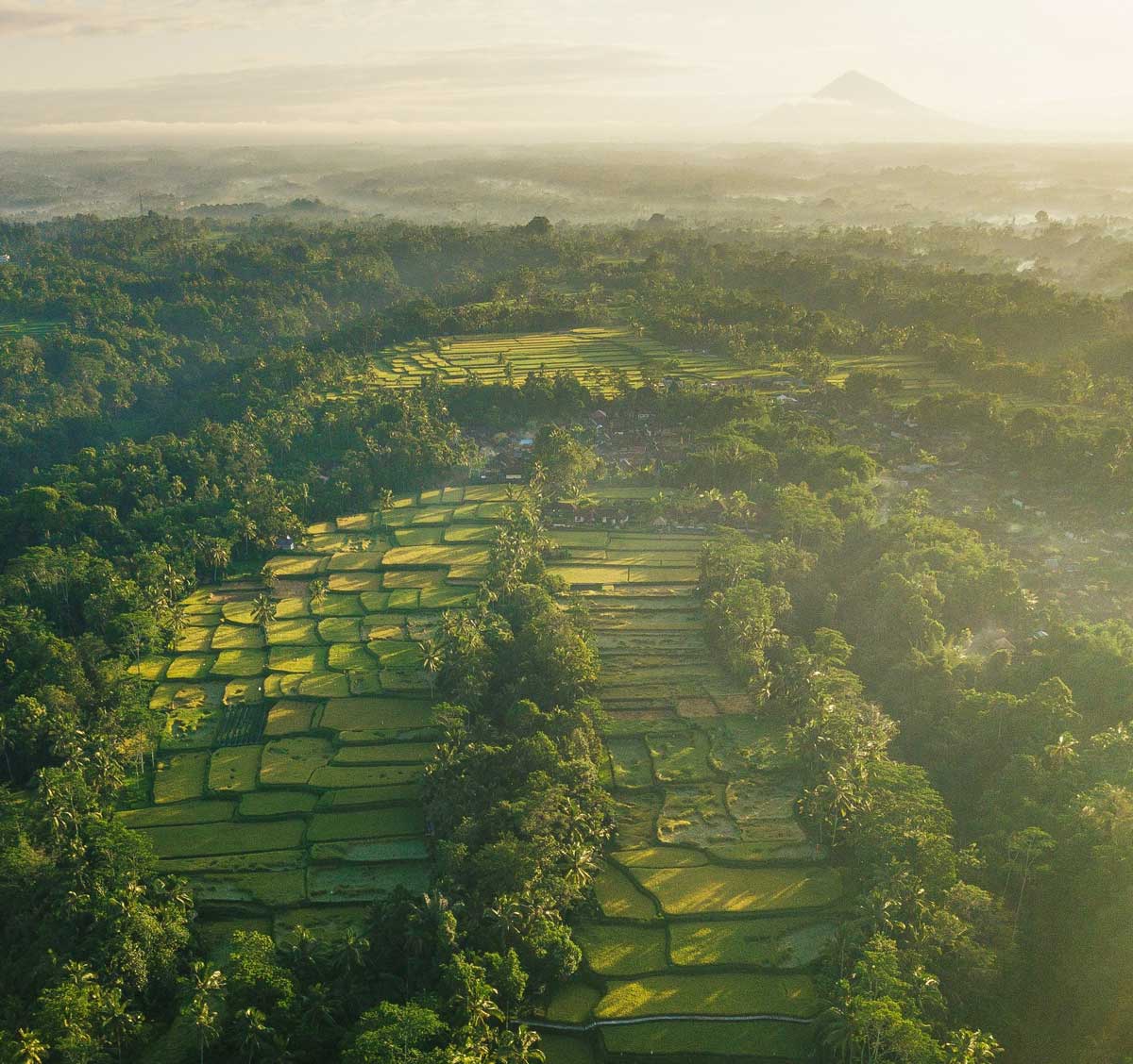 Rice fields and palm jungle around Ubud at sunrise