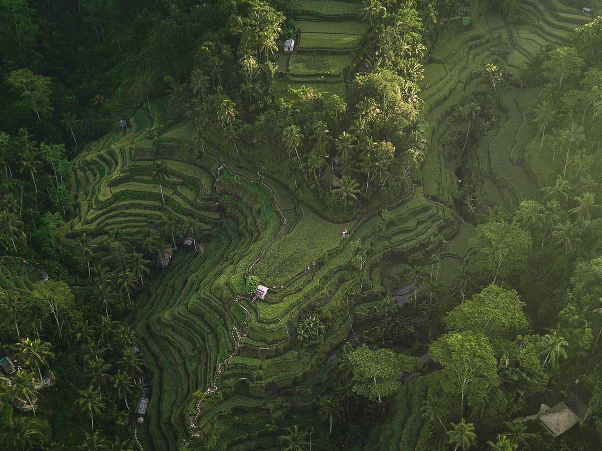 Tegalalang Rice Terrace - destination near Ubud, Bali